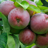 Malus