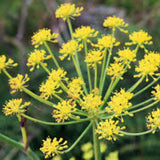 Fennel