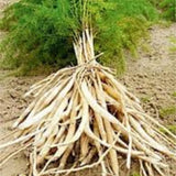 Shatavari