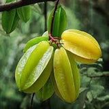 Terminalia Arjuna