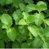Ajwain
