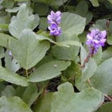 Pueraria Tuberosa