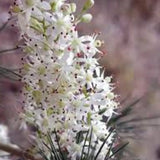 Asparagus Adscendens