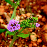 Boerhavia Diffusa