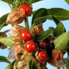 Ashwagandha